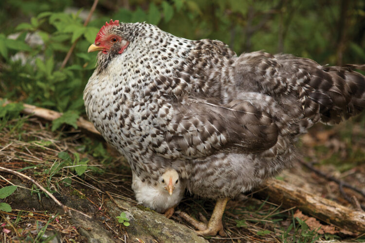 How to Encourage a Hen to Go Broody